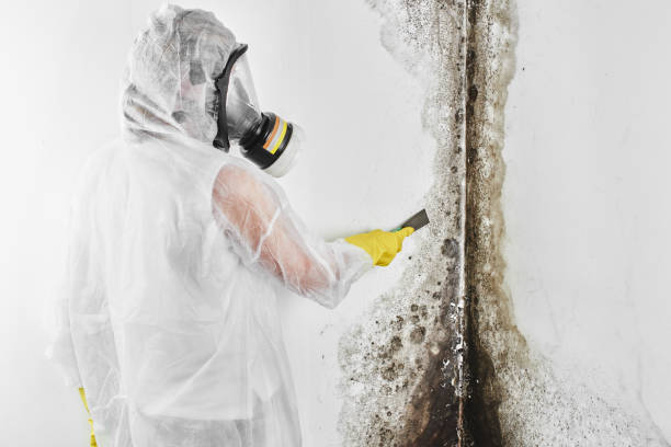 Reliable Laurel Hill, VA Mold Removal Solutions