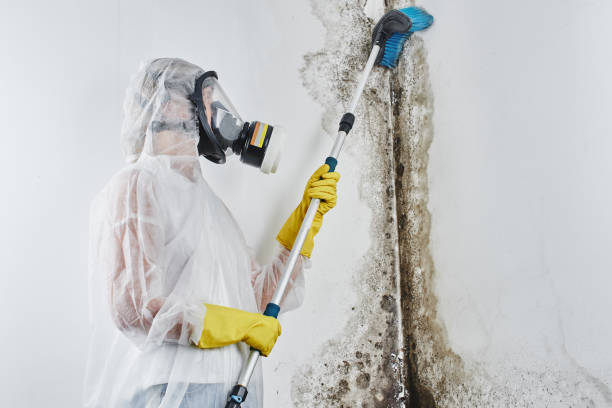 Best Same-Day Mold Removal  in Laurel Hill, VA