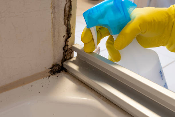 Best Crawl Space Mold Removal  in Laurel Hill, VA
