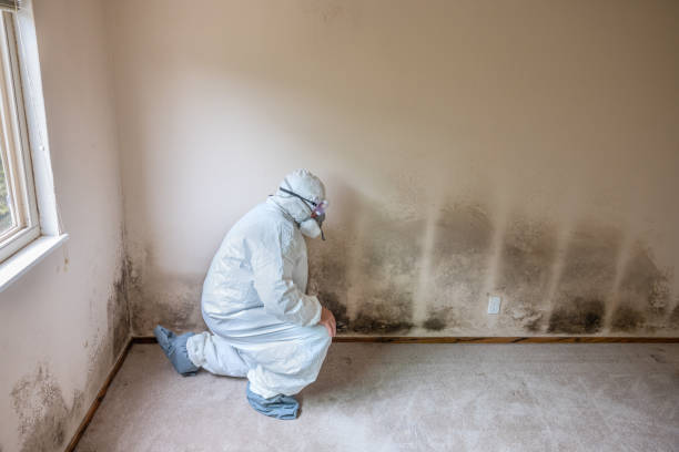 Best Residential Mold Removal  in Laurel Hill, VA